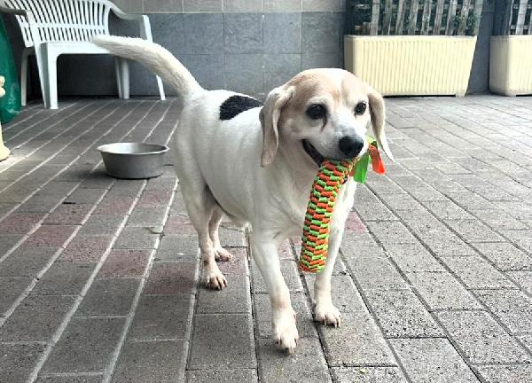 BALOO MINI BEAGLE Foto 4